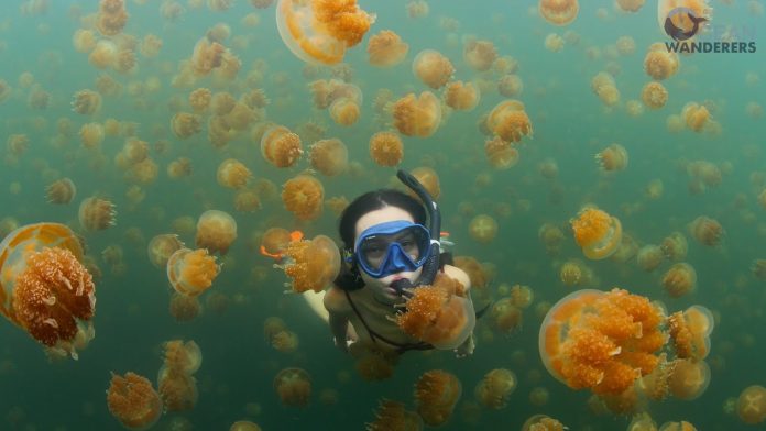 Les Espèces Exotiques Envahissantes : seconde plus grande menace sur la biodiversité