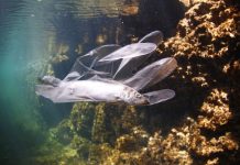 Etude : les micro-plastiques perturbent la croissance et la reproduction des poissons