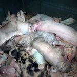 porcelets-morts-equarrissage 2