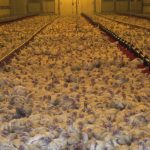 Poulets_d&rsquo;élevage_intensif