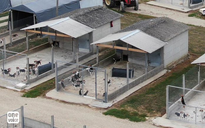 Élevage de chiens pour les laboratoires à Mézilles, révélations et images inédites de One Voice