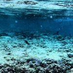 Blanchissement du corail