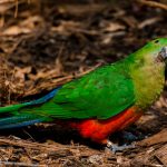 Perroquet australien