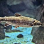 truites-e1630998637235