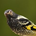 Regent honeyeater