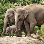 Eléphants d&rsquo;Asie