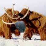 mammouths laineux