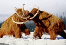 Des mammouths laineux ressuscités pour ralentir la fonte du permafrost ?