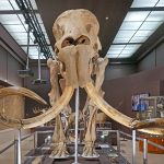 mammouths squelettes