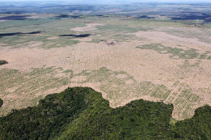Déforestation en Amazonie : une plainte déposée contre Bolsonaro pour « crime contre l’humanité »