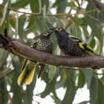 Regent honeyeater
