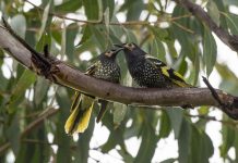 Crise écologique : ces oiseaux qui oublient de chanter