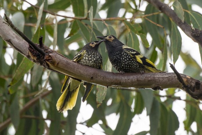 Crise écologique : ces oiseaux qui oublient de chanter