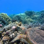 tortoise-g1e6e2d1c7_1920