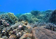 Rapport : 14% des coraux ont disparu entre 2009 et 2018 dans le monde