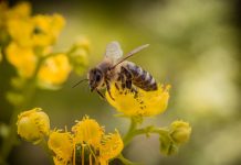 «Sauvons les abeilles !» : l’action au million de soutiens