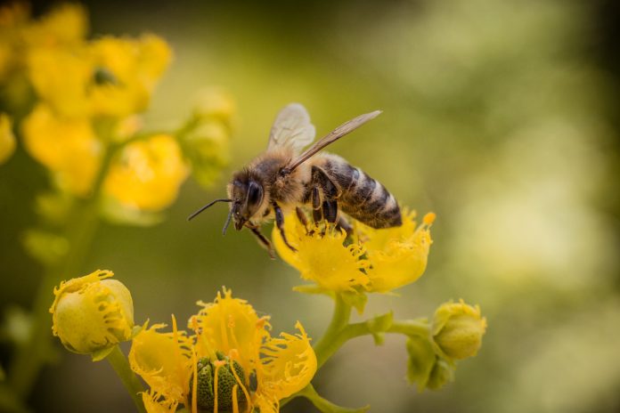 «Sauvons les abeilles !» : l’action au million de soutiens