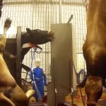 vache-peur-panique-box-contention-rituel