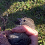 1280px-Mistnetted_Brown-headed_Cowbird_(female)