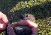 La justice suspend les autorisations de chasses illégales