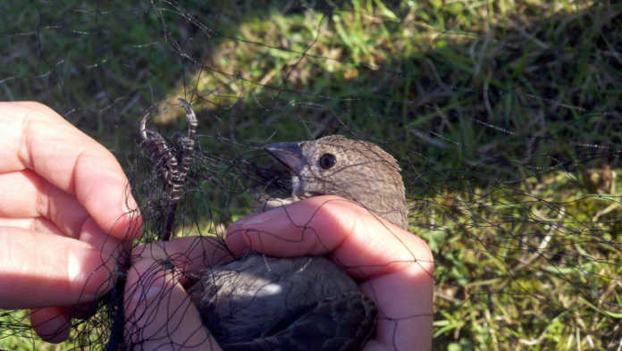 La justice suspend les autorisations de chasses illégales