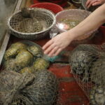 50614335633_4c7e38981a_k