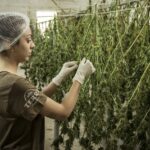 cannabis-g95e478fff_1920