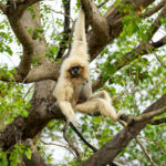 Gibbon à crête