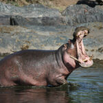 hippo