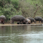 Hippopotames – Kruger Park