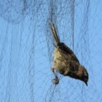 ornithology-g2f59c420a_1920