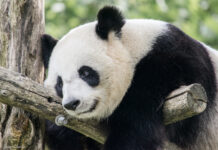 La Chine établit 230 000 km2 de zones protégées pour sauvegarder sa biodiversité