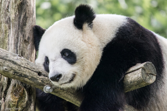 La Chine établit 230 000 km2 de zones protégées pour sauvegarder sa biodiversité