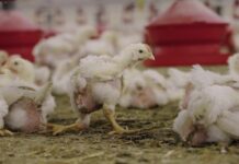 Enquête édifiante dans un élevage géant de poulets en France