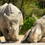 Rhino Blanc du Sud