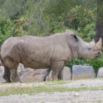 Rhino Blanc