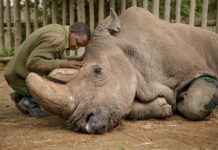 Dernière chance pour sauver le rhinocéros blanc du Nord