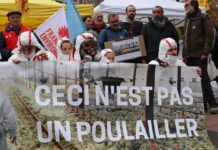 Tarn : les habitants luttent contre une ferme usine de 200 000 poules