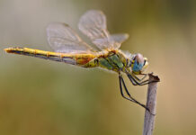 Climat : ces libellules qui perdent leurs couleurs…