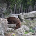 ours marineland canada