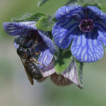 abeilles bleues