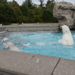 belugas marineland