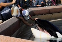 Orque blessée, bélugas entassés : l’horreur à MarineLand Ontario