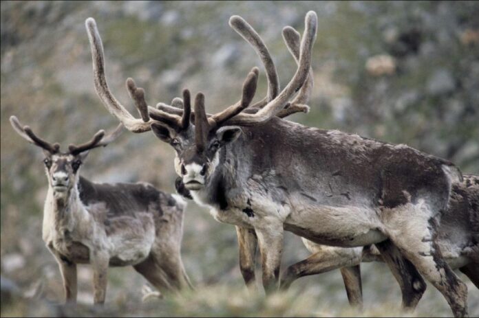 Québec : des ONG au tribunal pour protéger le caribou