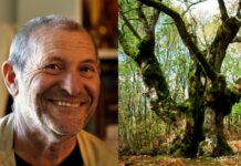 Arbres vénérables : à la rencontre des géants de Dordogne