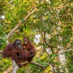 orangutan-gebd3c0998_1280