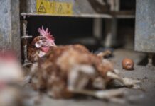 Enfer des poules en cage : L214 dévoile une nouvelle enquête