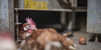 Enfer des poules en cage : L214 dévoile une nouvelle enquête