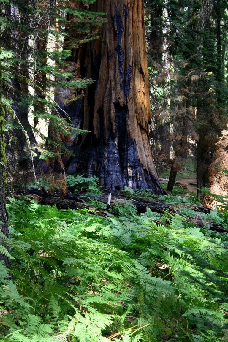 Californie Les Feux Ont Détruit 10 000 Séquoias Géants 