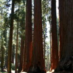 séquoias géants